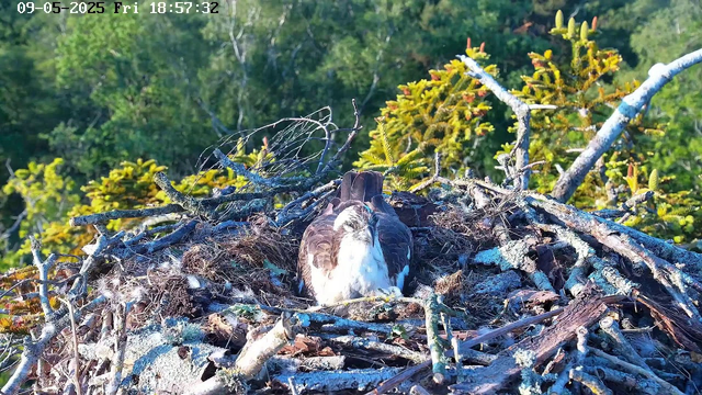 A bird, likely an osprey, is sitting in its nest made of sticks and twigs. The nest is high up in a tree, with green foliage in the background. The bird appears to be resting with its head slightly tilted downward. The image is taken during daylight hours, and the timestamp at the top indicates it was captured on September 5, 2025, at 6:57 PM.