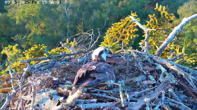 A large bird, possibly an osprey, is sitting in a nest made of sticks and branches at the top of a tree. The bird has a white head with a dark eye stripe, and dark brown wings and body. The background features lush green foliage and sunlight filtering through the trees. The timestamp at the top left shows "09-05-2025 Fri 19:56:01."