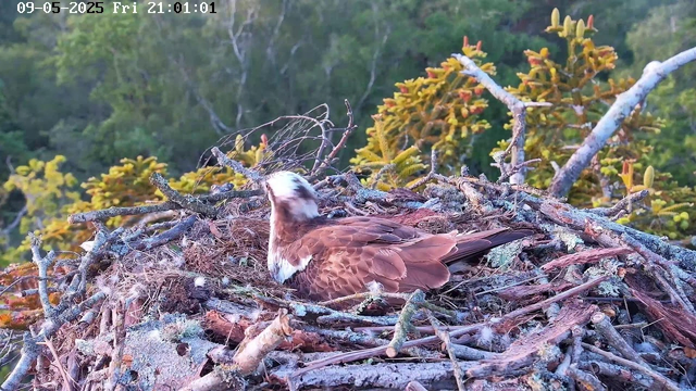 A bird, likely an osprey, is sitting in its nest made of twigs and moss on a tree branch. The nest is surrounded by green foliage, and the background shows a dense forest. The image has a timestamp in the upper left corner indicating the date as September 5, 2025, and the time as 21:01:01.