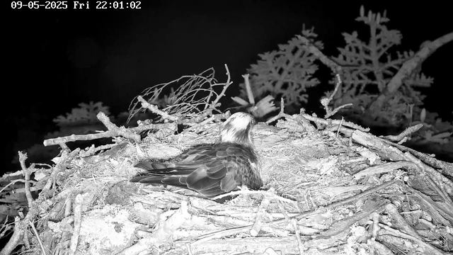 A bird is resting in a nest made of twigs and branches, situated among larger branches and foliage. The scene is captured at night with a black and white filter, and there is a timestamp showing the date as September 5, 2025, and the time as 22:01:02.