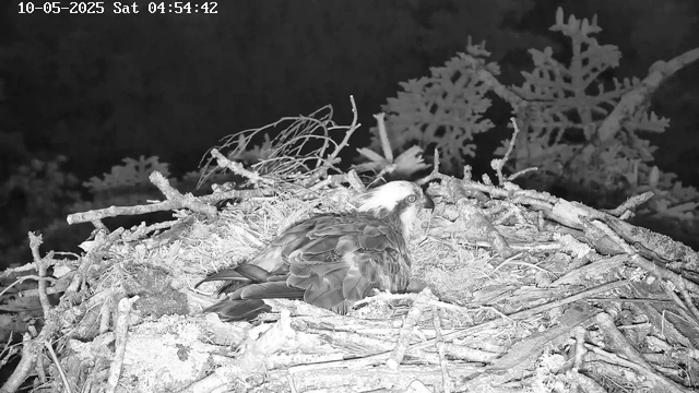 A large bird of prey, possibly an osprey, is sitting in a nest made of sticks and twigs. The nest is situated high in a tree, and the background is dark, indicating it may be nighttime. The bird is looking to its right, with its feathers ruffled slightly. The image is in black and white. The timestamp in the top left corner shows the date as October 5, 2025, and the time as 4:54:42 a.m.