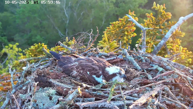 A young bird of prey, likely an osprey, is resting on its nest made of sticks and twigs. The nest is situated among tree branches with green foliage in the background. The image is taken early in the morning, as indicated by the timestamp, and is bathed in soft sunlight.