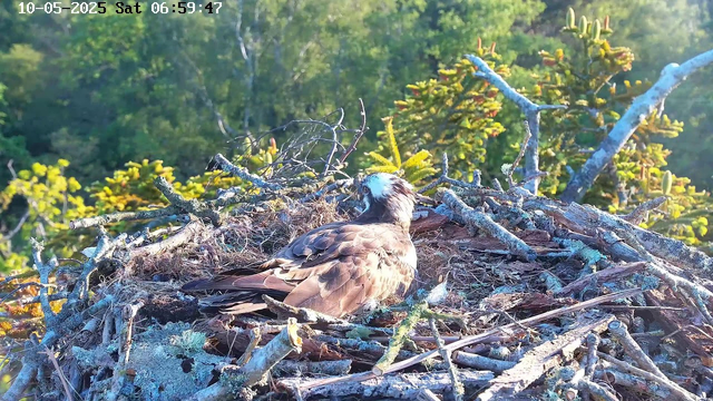A bird of prey, likely an osprey, is sitting on a nest made of twigs and branches. The nest is positioned high in a tree, with lush green foliage in the background. The lighting suggests early morning sunlight. The time and date are displayed in the upper left corner: October 5, 2025, at 6:59 AM.
