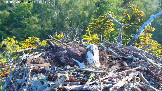 A young osprey is comfortably resting in its nest made of sticks and twigs, situated high among green foliage. The bird has distinctive white and brown plumage, with piercing yellow eyes and a sharp black beak, gazing directly at the camera. The background shows lush green trees and the overhead sky, suggesting a bright, sunny day. The timestamp in the upper left corner indicates the date as October 5th, 2025, and the time as 7:59 a.m.