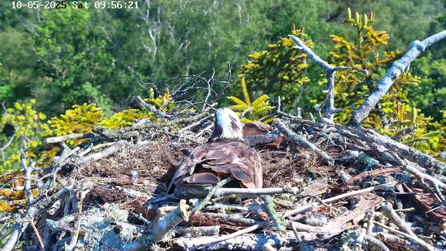 A bird of prey, likely an osprey, is sitting in its nest made of sticks and twigs. The nest is situated among green bushes and trees on a bright, sunny day. The background features lush green foliage, and the image includes a timestamp at the top left corner indicating the date and time.