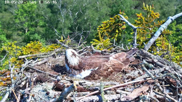A bald eagle is sitting on its nest made of sticks and twigs, situated high in a tree with green foliage in the background. The eagle has a white head and tail, with a brown body and wings, and appears to be resting or incubating eggs. The scene is bright and sunny with a clear sky. The timestamp on the image indicates it was taken on October 5th, 2025, at 10:56 AM.