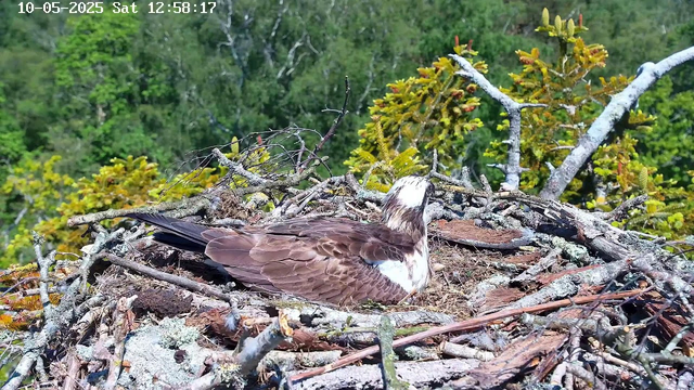 A bird with brown and white feathers is sitting on a nest made of twigs and branches in a tree. The nest is surrounded by green foliage and the background shows a dense forest. The image appears to be recorded by a webcam, with the date and time displayed at the top left corner: October 5, 2025, at 12:58:17 PM.