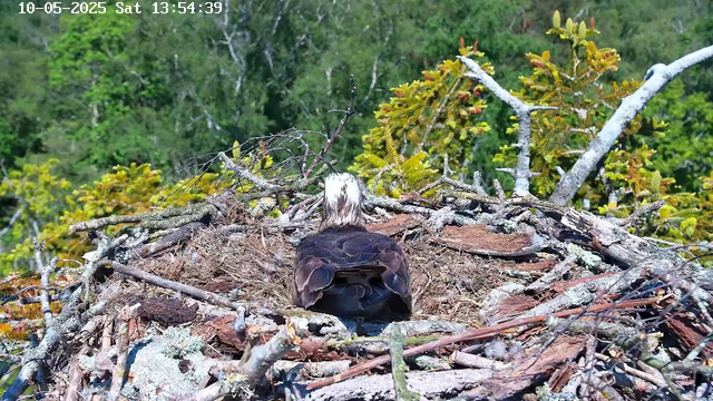 A bird with a white head and dark brown body sits in a large nest made of twigs and branches, positioned high among green foliage and tree branches. The background includes dense, leafy trees under a clear sky. The timestamp in the top left corner indicates the date and time as October 5, 2025, at 1:54 PM.