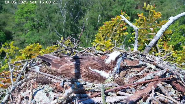 A close-up view of an osprey lying in its nest made of twigs and branches on a tree. The bird has brown and white feathers with a distinctive white head and yellow eyes. The background shows green foliage and other trees, indicating a forested area. The date and time are displayed in the top left corner of the image.