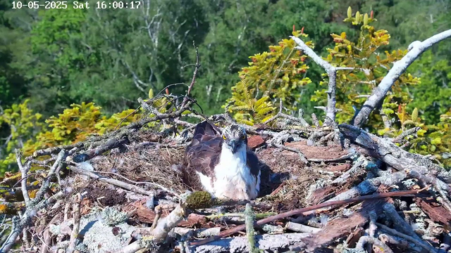A young hawk is sitting in its nest built of sticks and moss on a tree. The nest is surrounded by green foliage, and the hawk is staring directly at the camera with wide eyes. The background shows a lush, green forest. The date and time stamp at the top indicates the picture was taken on October 5, 2025, at 4:00 PM.