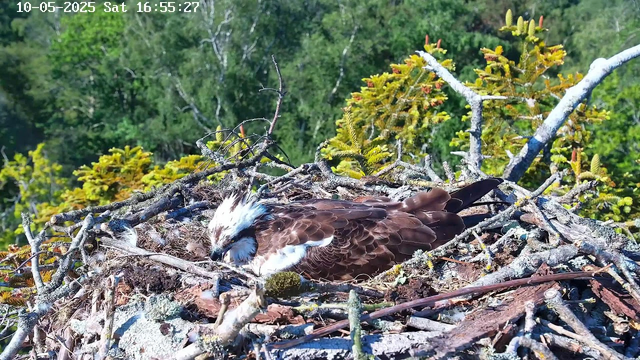 A bird of prey, likely an osprey, is resting on a large nest made of sticks and branches on top of a tree. The bird has brown and white feathers with a distinctive white head and dark eye markings. The nest is surrounded by green foliage with trees and bushes in the background. The image includes a timestamp at the top left corner showing the date and time as October 5, 2025, at 16:55:27.