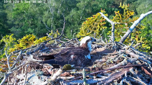 A bird of prey, likely an osprey, is resting in its nest made of sticks and twigs on a tree. The nest is surrounded by green foliage, and the background consists of dense green trees. The image is bright and appears to be taken during the daytime, with the date and time displayed as October 5, 2025, at 6:00:22 PM in the top left corner.