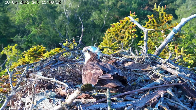 An osprey is sitting in its large nest made of sticks and twigs, situated among green and yellow foliage. The bird has a white head with a dark eye stripe, a brown body, and is looking to the left. The background shows leafy green trees and blue sky, suggesting it is daytime. The timestamp on the image indicates the date as October 5, 2025, and the time as 19:00:22.