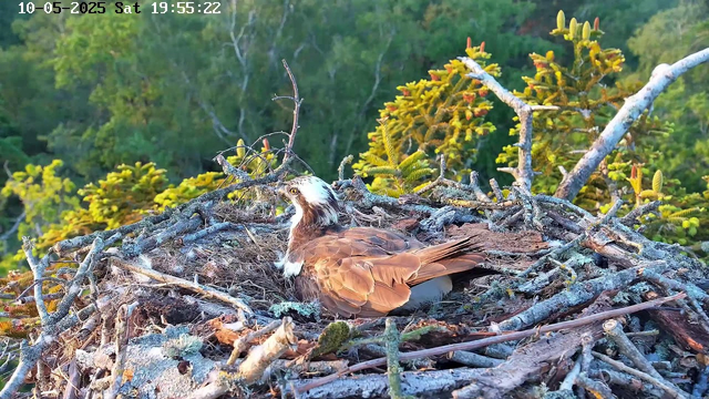 An osprey is resting in its nest made of sticks and twigs, situated among green trees and foliage. The bird has brown and white feathers, with a distinctive white head and dark eye stripe. The background shows lush green leaves, indicating a forested area. The timestamp in the top corner reads "10-05-2025 Sat 19:55:22".