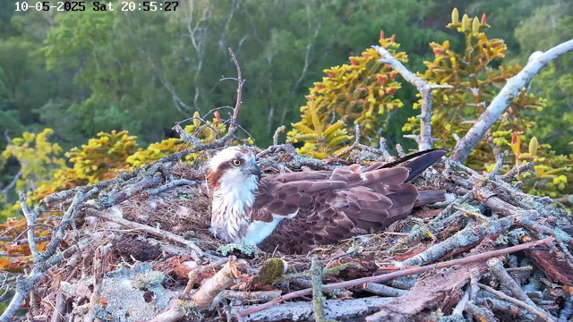 An osprey is sitting in its nest made of sticks and branches, surrounded by green foliage and trees in the background. The bird has brown and white feathers, with a distinctive white head and a dark eye stripe. It appears to be resting or observing its surroundings.