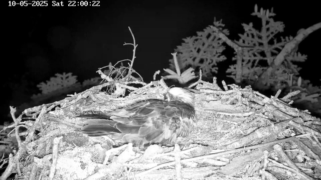 A bird is resting in a nest made of twigs and branches. The nest is situated high in a tree with snow-covered branches and foliage. The scene is captured in black and white. The timestamp on the image indicates it was taken on October 5th, 2025, at 10:00 PM.