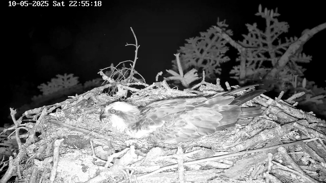 A juvenile hawk is resting in its nest made of sticks and twigs, situated among tree branches. The image appears to be in black and white, taken at night, with the nest elevated among the foliage. The timestamp shows the date as October 5th, 2025, at 10:55 PM.