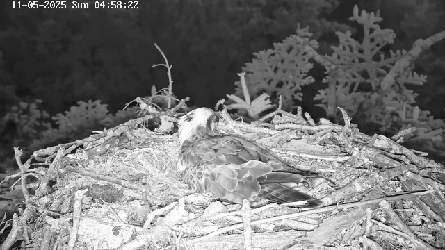 A bird, likely an osprey, is sitting in a nest made of sticks and twigs. The nest is situated high in a tree, with branches and foliage visible in the background. The image appears to be in black and white, possibly an infrared or night-vision camera shot. The timestamp shows the date as November 5, 2025, and the time as 04:58 in the morning.