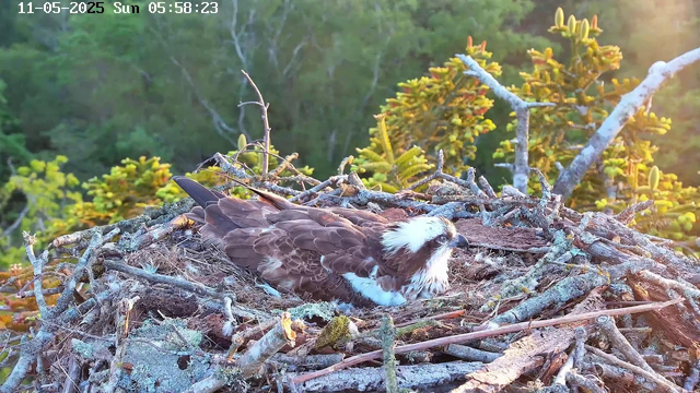 A young osprey is sitting in its nest made of sticks and branches, surrounded by green foliage and trees, with sunlight illuminating the scene. The image shows the osprey resting on its belly with its head turned slightly to the side. The timestamp and date are displayed at the top of the image: "11-05-2025 Sun 05:58:23".
