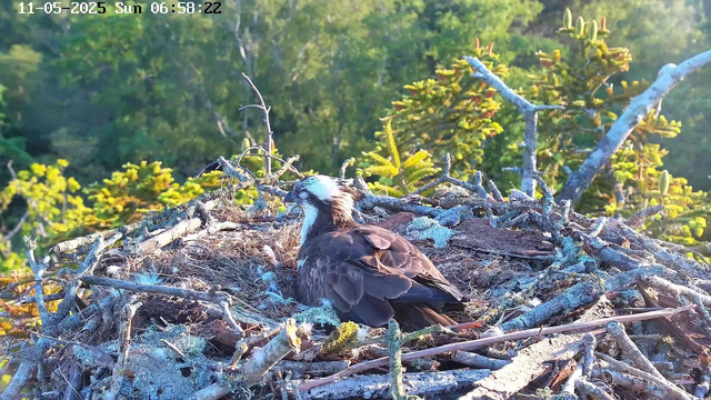 A bird with dark brown and white feathers is sitting in a nest made of twigs and branches, situated high in a tree. The background features green foliage illuminated by sunlight, indicating it is early morning on a sunny day. The timestamp at the top left shows the date as May 11, 2025, and the time as 6:58 AM.