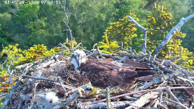 A bird with a white head and brown body is resting in a nest made of twigs and branches. The nest is situated among green foliage and tree branches. The background shows a lush, green forested area. The timestamp on the image indicates it was taken on May 11, 2025, at 7:58 AM.