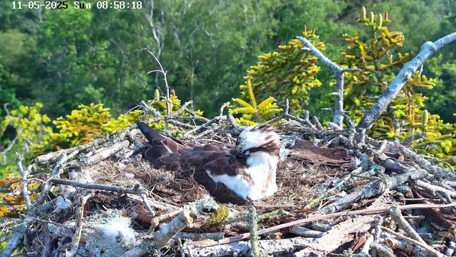 A young bird with white and brown feathers is nestled in a large nest made of twigs and moss on a tree branch, with a backdrop of green foliage and trees. The image includes a timestamp in the top left corner reading "11-05-2025 Sun 08:58:18".