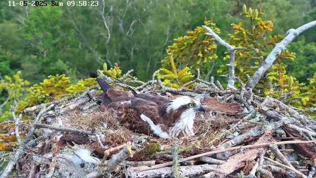 A young osprey is resting in its nest made of sticks and moss, located high in a tree. The nest is surrounded by green leaves and branches, with a dense forest in the background. The time and date are displayed at the top left corner of the image.
