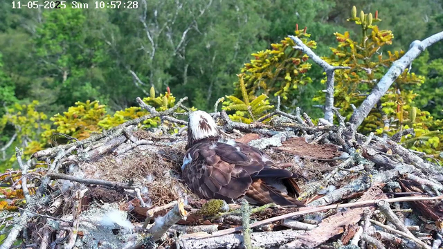 A bird with brown and white feathers is resting in a nest made of twigs and moss, situated high among green foliage and tree branches. The bird's head is turned to the side, showing a white patch on its head. The background features lush green trees under bright sunlight. The timestamp on the image indicates it was taken on May 11, 2025, at 10:57 AM.
