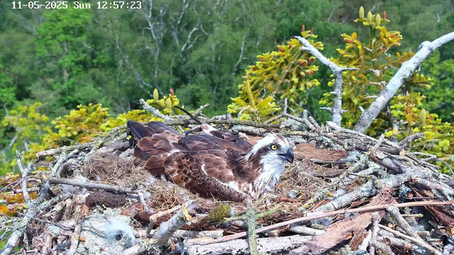 A young osprey with brown and white feathers is resting in its nest made of twigs and moss. The bird has piercing yellow eyes and a dark hooked beak. The nest is situated high in a tree, with green foliage and other trees visible in the background. The timestamp in the upper left corner indicates the date and time as 11-05-2025, Sunday at 12:57:23.