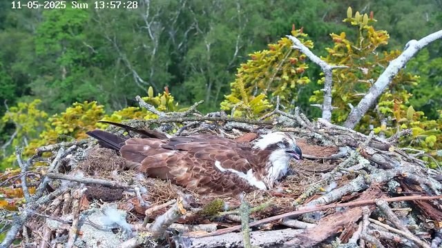A raptor, likely an osprey, is resting in its nest made of sticks and moss on a tree branch. The bird has brown and white feathers, with a distinctive white head marked by dark eye stripes. Surrounding the nest are green foliage and tree branches in the background. The timestamp in the top left corner indicates the date as November 5, 2025, and the time as 13:57:28.