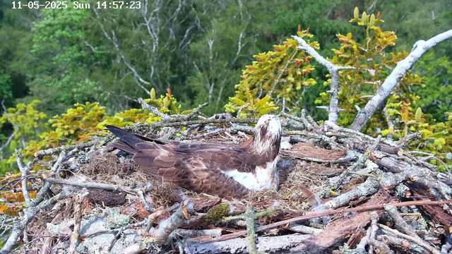 A bird with brown and white feathers is resting in its nest made of twigs and moss, located high in a tree. The background shows green foliage and branches. The timestamp on the image indicates it was taken on May 11, 2025, at 2:57 PM on a Sunday.