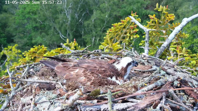 A nascent eaglet is resting in its nest made of sticks and moss, surrounded by green, leaf-covered tree branches in a forest setting. The bird has brown feathers with lighter accents around its head, which features a distinctive white crown and dark eyes. The nest is situated high among the trees, with a background of dense green foliage and a clear sky above. The timestamp at the top left indicates the date as November 5, 2025, and the time as 3:57 PM.