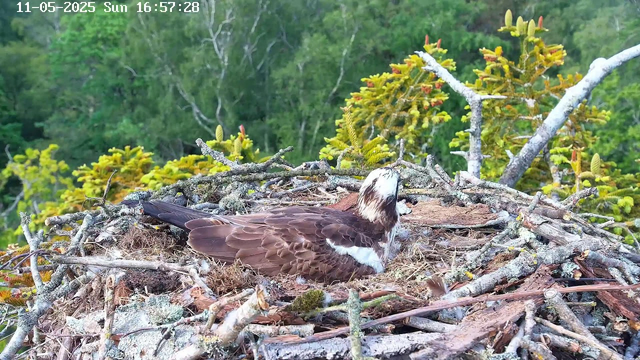 A bird with brown and white feathers is resting in a large nest made of twigs and sticks. The nest is set among green foliage and tree branches, with a background of leafy trees. The timestamp at the top left corner shows the date as November 5th, 2025, and the time as 16:57:28 on a Sunday.