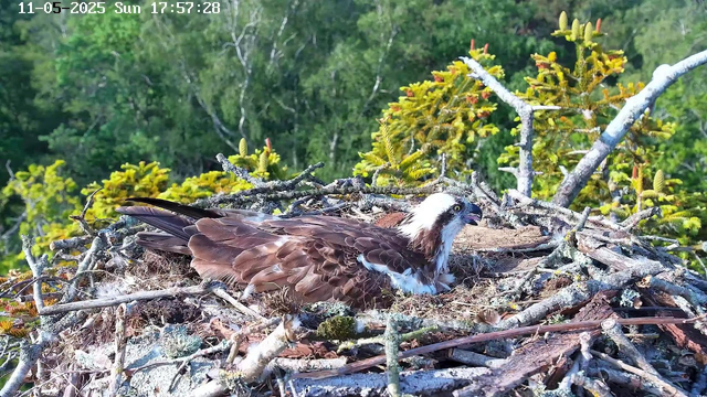 An adult osprey is resting in its nest, which is made of sticks and situated among green, leafy trees. The bird has a white head with a dark eye stripe, and brown feathers covering its body. The background shows dense foliage, and the image has a timestamp date of May 11, 2025, at 17:57:28.