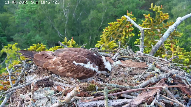 An adult osprey is resting in its nest made of sticks and twigs, situated in a tree with green foliage in the background. The bird has brown and white plumage, with a distinctive white head and dark eye stripe. It appears to be looking down at the nest. The scene is outdoors with natural light. The image has a timestamp at the top left reading "11-05-2025 Sun 18:57:23."