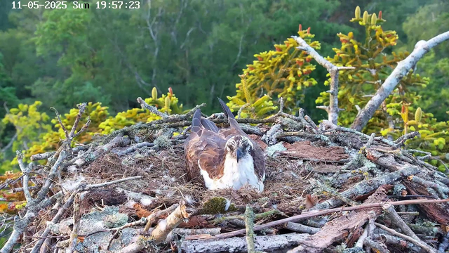 A young bird of prey, likely a hawk or an osprey, is sitting in a large nest made of sticks and twigs. The nest is situated among tree branches in a lush green forest. The bird has brown and white feathers, with a distinctive white face and dark eye markings. The background shows dense green foliage, indicating a healthy, vibrant forest environment. The timestamp on the image shows it was captured on November 5, 2025, at 7:57 PM.
