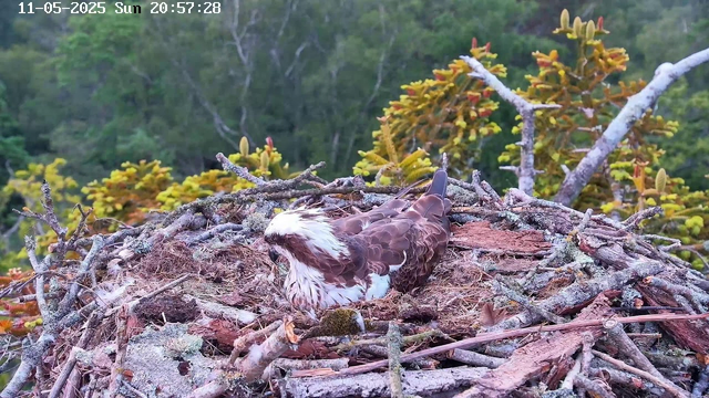 A young osprey sits in its nest, made of twigs and moss, surrounded by green foliage on a tree. The bird has a white head with brown streaks, brown wings, and a white chest. The background shows a densely wooded area with trees and leaves. The timestamp on the image indicates it was taken on May 11, 2025, at 8:57 PM on a Sunday.