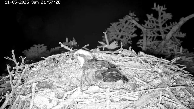 A bird of prey, likely an eagle, is sitting in a nest made of twigs and branches. The nest is situated among some foliage and branches, with a dark sky in the background. The image appears in black and white, and the timestamp indicates it was taken on November 5th, 2025, at 9:57 PM on a Sunday.