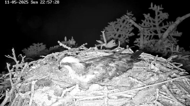 A close-up view of an osprey sitting on its nest made of sticks and twigs, with some foliage visible in the background. The image appears to be in black and white and was taken at night. The timestamp in the top left corner indicates the date as November 5, 2025, and the time as 22:57:28.