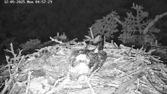 A bird of prey, likely a hawk, is sitting on its nest made of twigs and branches. The hawk's head is turned slightly to the left, and its feathers are light-colored on the head and darker on the body. The nest is situated high in a tree with snow-covered branches, and the background shows more snow-covered branches and foliage. The scene is in black and white, captured at dawn or night, based on the timestamp.