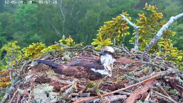 An osprey is resting on its nest made of sticks, moss, and other natural materials. The nest is situated on a tree branch surrounded by green foliage, with dense forest in the background. The osprey has a white head with a dark eye stripe, brown wings, and a white underbelly.