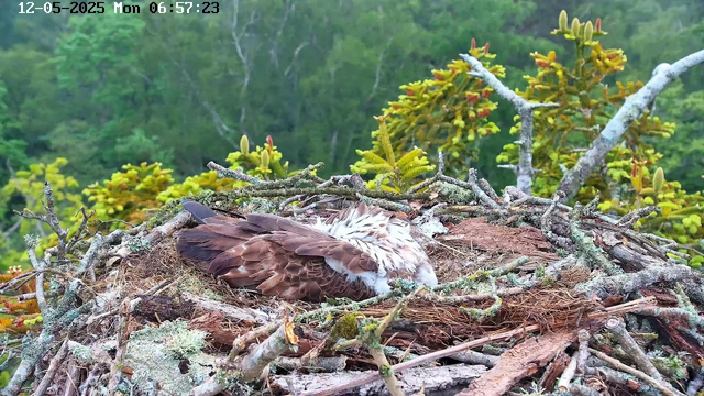 A young eagle is resting in its nest made of sticks and moss, surrounded by green foliage and trees in the background. The image is timestamped "12-05-2025 Mon 06:57:23" at the top of the frame.
