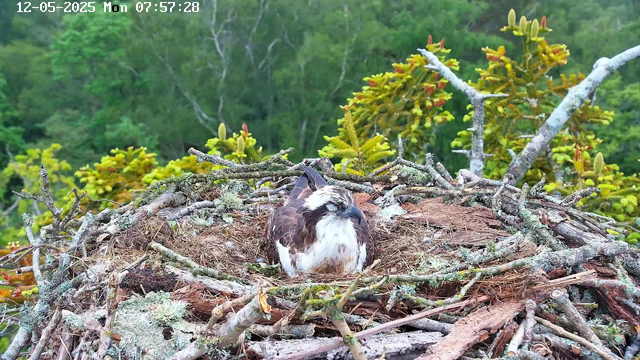 A young bird with brown and white feathers is sitting on a nest made of sticks and moss. The nest is situated among green branches and foliage, with a dense forest in the background. The image appears to be captured from a webcam, with the date and time displayed at the top left corner.