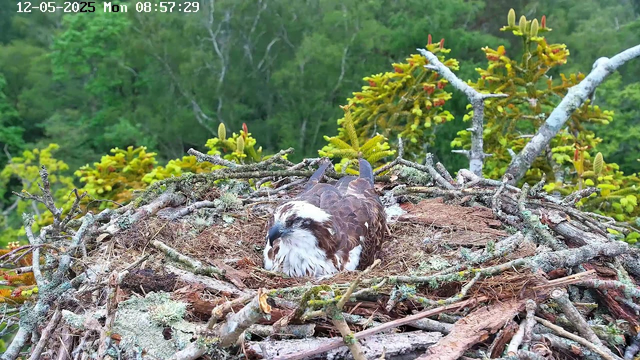 A young osprey is resting in its large nest made of sticks and moss, located high in a tree with green foliage in the background. The nest is surrounded by leafy branches, and the osprey has brown and white plumage with a dark stripe through its eye. The time and date are displayed in the top left corner, indicating it is Monday, December 5, 2025, at 8:57 AM.