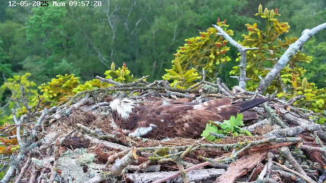 A bird with brown and white feathers is resting in a nest made of twigs and branches, situated among green foliage and trees in the background. The scene appears to be outdoors during daylight hours. The timestamp in the top left corner indicates it was taken on December 5, 2025, at 9:57 AM.