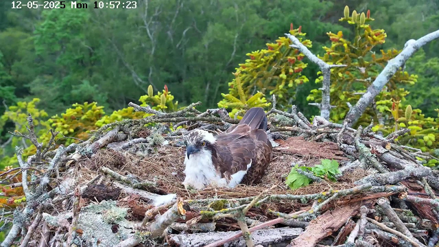 A close-up view of an osprey sitting in its nest, which is constructed from sticks and moss on top of a tree branch. The nest contains some green leaves, and the background shows dense green foliage and trees. The image is timestamped "12-05-2025 Mon 10:57:23" in the top left corner.