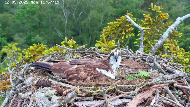 A bird of prey, likely an osprey, is sitting in a nest made of sticks and twigs on a tree branch. The osprey has brown and white feathers, a white chest with some brown streaks, and piercing yellow eyes. The background consists of lush green foliage and trees, indicating a forested area. The image is timestamped "12-05-2025 Mon 11:57:19" at the top.
