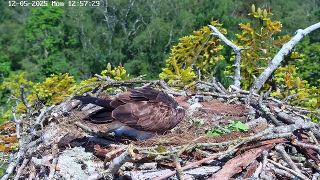 A bird of prey, likely an eagle, is resting on its nest made of sticks and twigs. The nest is situated high in a tree with green foliage in the background. The bird is lying down with its head tucked into its body, and its dark brown feathers contrast with the lighter-colored nest. The scene is bright, and the time and date are displayed at the top of the image: December 5, 2025, at 12:57:29 PM.