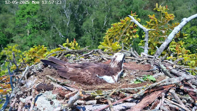 A bird with brown and white feathers is sitting in a nest made of twigs and branches. The nest is built high in a tree with green foliage and small budding leaves, and the background shows a dense forest. The image is timestamped 12-05-2025, Monday, 13:57:23.