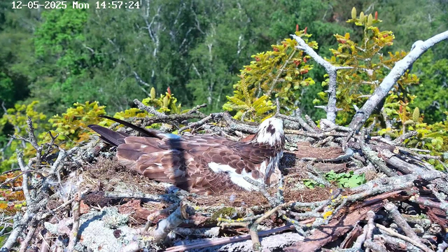 A raptor, likely an osprey, is resting in its nest built of sticks and twigs. The bird has brown and white plumage, with a distinctive white head and dark eye markings. The nest is situated among green foliage, with a background of dense trees and shrubs. The image is timestamped 12-05-2025, Monday at 14:57:24.